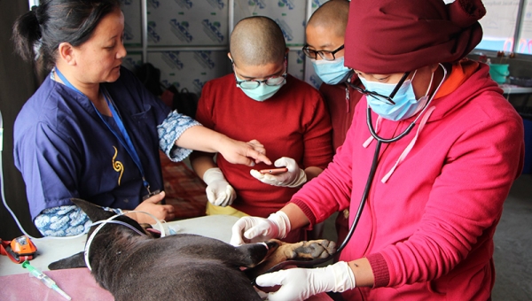 Training  Nuns as Animal First-aiders